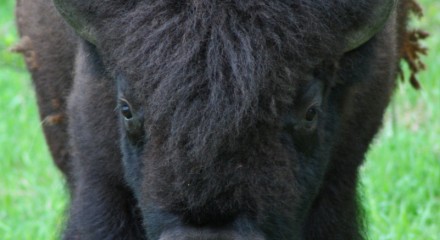 Bison approaching, Riding Mountain National Park, Manitoba, Canada