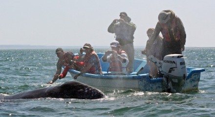 Gray whales approaching tourists in Baja © Craig Fast